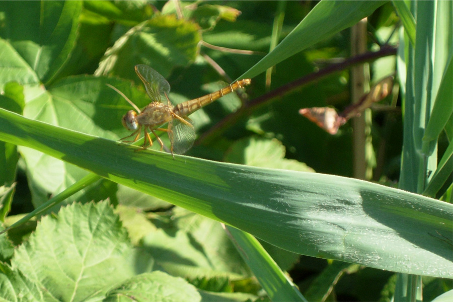 Orthetrum coerulescens e Crocothemis erythraea